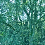 72greentree_card