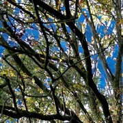 72bluetree_card