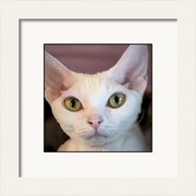 Renderer-48_card