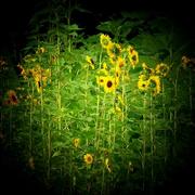Sun-flowers-michael-l-kimble_1__card
