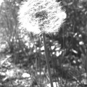 Dandilion_card