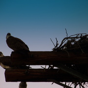Birds_125-1_card