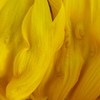 Show_n_tell_kalina_flowers_0513_thumb