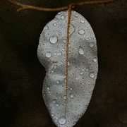 Summer_showers_card