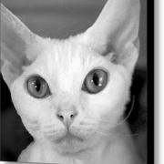 Sweet-face-in-black-and-white-glennis-siverson_card