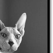 Sphynx-in-black-and-white-glennis-siverson-1_card
