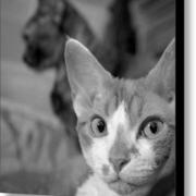 Furry-friends-in-black-and-white-glennis-siverson_card