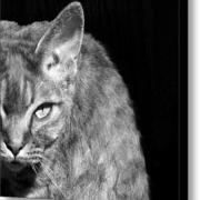 Untitled-black-and-white-glennis-siverson_card