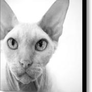 Oliver-in-black-and-white-glennis-siverson_card