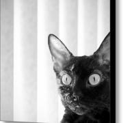 Feline-fine-in-black-and-white-glennis-siverson_card