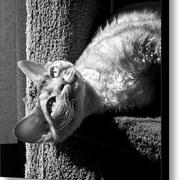 Sun-worship-in-black-and-white-glennis-siverson_card