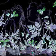 Fantasy_garden_3_card