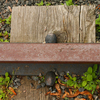 Rail_2_thumb