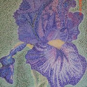 Iris-d_card