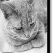 Greta-in-black-and-white-glennis-siverson_card