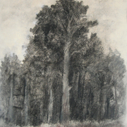 Pine_forest_card