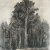 Pine_forest_thumb
