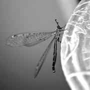 Dsc_055dragon_fly4_card