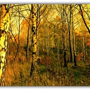 Untitled-1_card