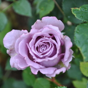 Dsc_1694_card