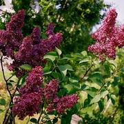 Juli_2011_002_card