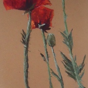 Poppies__18_x_32__oil_card