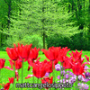 Matt_cangelosi_0492-2_thumb