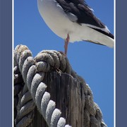 Lookout_card