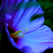009071511d_card