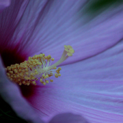 011071511a_card