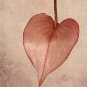 Herz_card