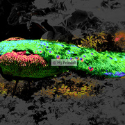 Peacock_card