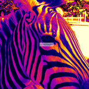 Zebra_card
