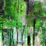 Fog_forest_trees_a_card