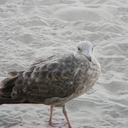 Reverebeachbird1_card