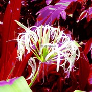 Flower8_card