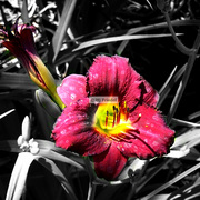 Flower5_card