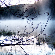 Scenery_branches_fog_may_long_2010_514_card
