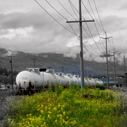 Train_and_yellow_flowers_scenery_may_033_card