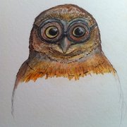 Orville_color_card
