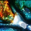 Amoeba_thumb