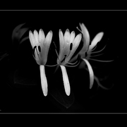 Honeysuckle_spring_card