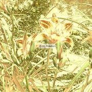 Flower2_card