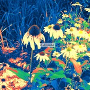 Flower_9_card