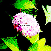 Flower1_card