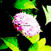 Flower1_thumb