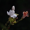 Dsc01330_thumb