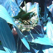 Flower_10_card