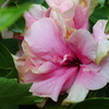 Dsc00599_thumb