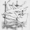 Rino_4-w_thumb